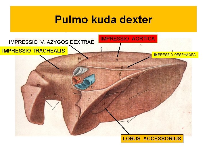 Pulmo kuda dexter IMPRESSIO V. AZYGOS DEXTRAE IMPRESSIO TRACHEALIS IMPRESSIO AORTICA I IMPRESSIO OESPHAGEA