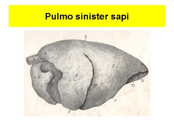 Pulmo sinister sapi 