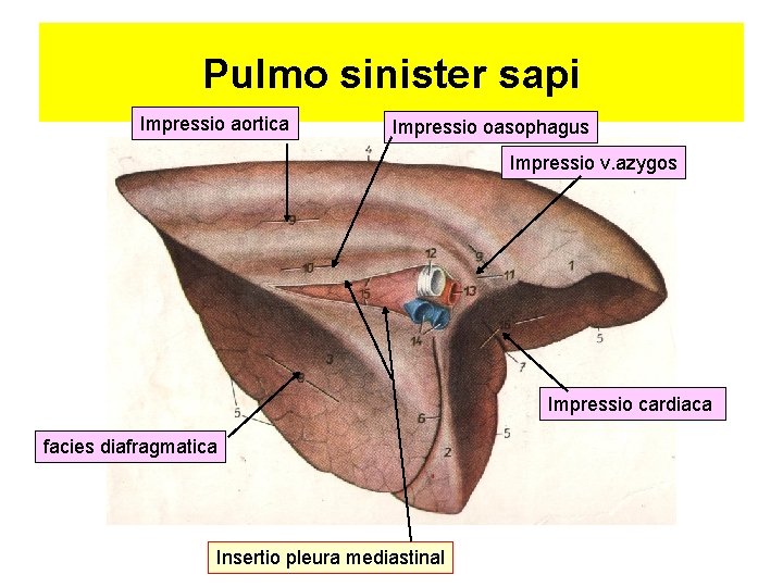 Pulmo sinister sapi Impressio aortica Impressio oasophagus Impressio v. azygos Impressio cardiaca facies diafragmatica