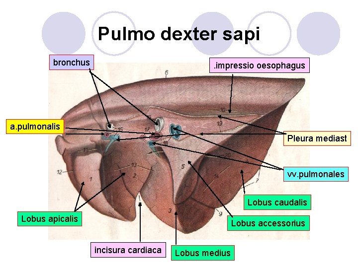 Pulmo dexter sapi bronchus . impressio oesophagus a. pulmonalis Pleura mediast vv. pulmonales Lobus
