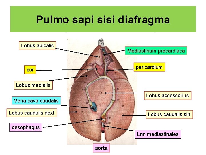 Pulmo sapi sisi diafragma Lobus apicalis Mediastinum precardiaca pericardium cor Lobus medialis Lobus accessorius