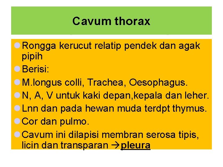 Cavum thorax l Rongga kerucut relatip pendek dan agak pipih l Berisi: l M.