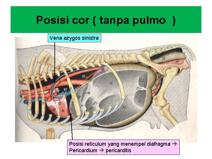 Posisi cor ( tanpa pulmo ) Vena azygos sinistra Posisi reticulum yang menempel diafragma