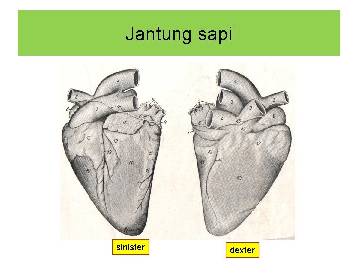 Jantung sapi sinister dexter 