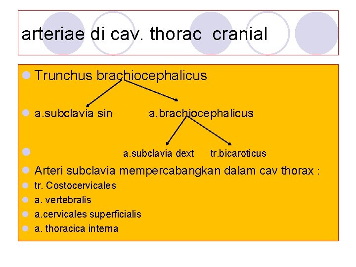 arteriae di cav. thorac cranial l Trunchus brachiocephalicus l a. subclavia sin l a.
