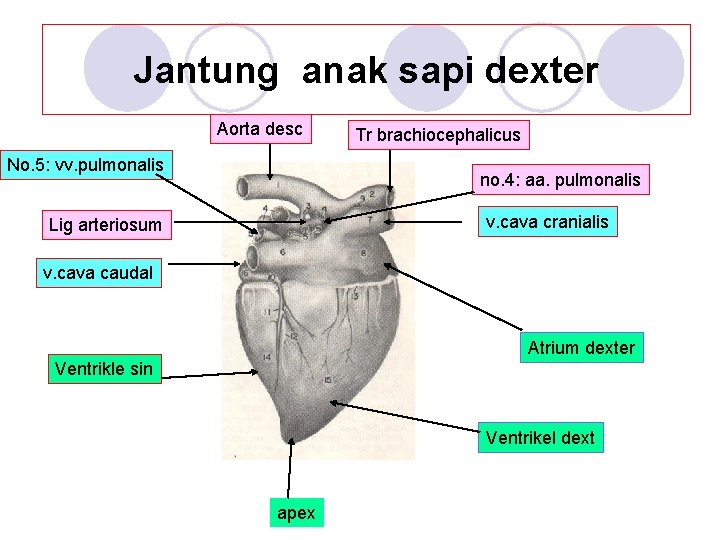 Jantung anak sapi dexter Aorta desc No. 5: vv. pulmonalis Tr brachiocephalicus no. 4: