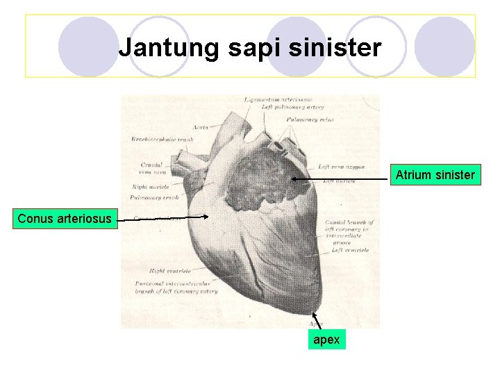 Jantung sapi sinister Atrium sinister Conus arteriosus apex 