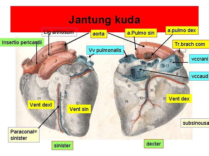 Jantung kuda Lig artriosum aorta a. Pulmo sin Insertio pericardii a. pulmo dex Tr.