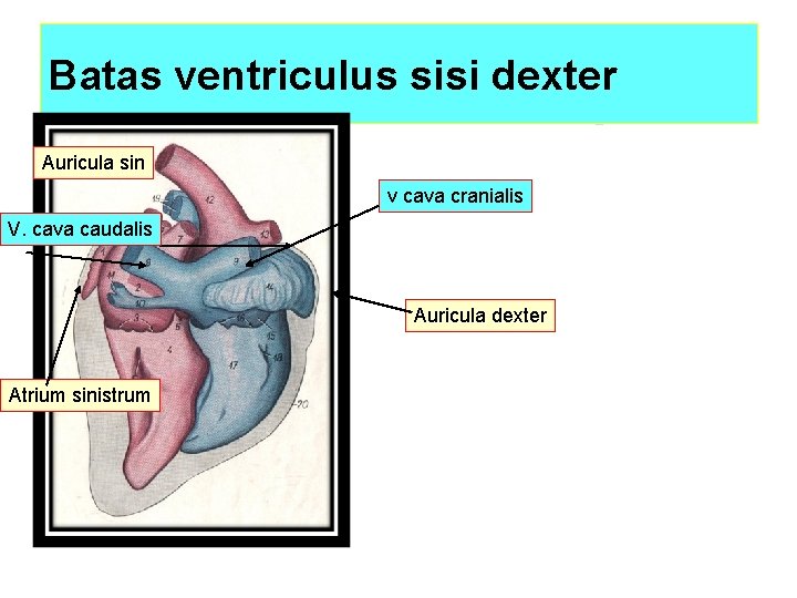 Batas ventriculus sisi dexter Auricula sin v cava cranialis V. cava caudalis Auricula dexter