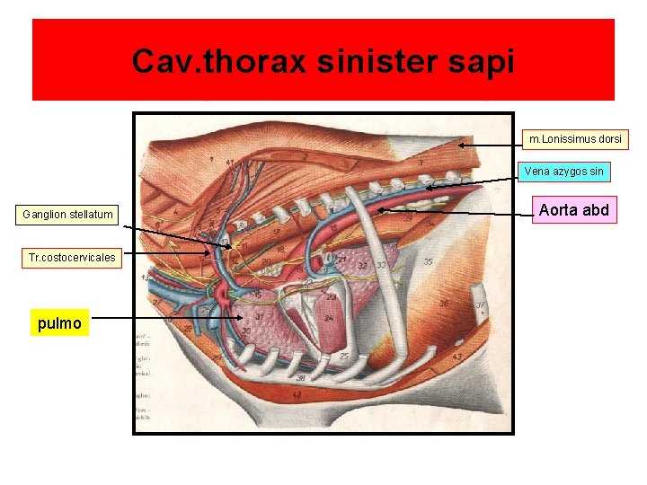 Cav. thorax sinister sapi m. Lonissimus dorsi Vena azygos sin Ganglion stellatum Tr. costocervicales