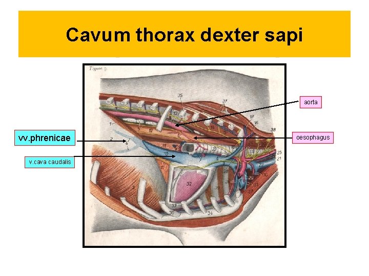 Cavum thorax dexter sapi aorta vv. phrenicae v. cava caudalis oesophagus 
