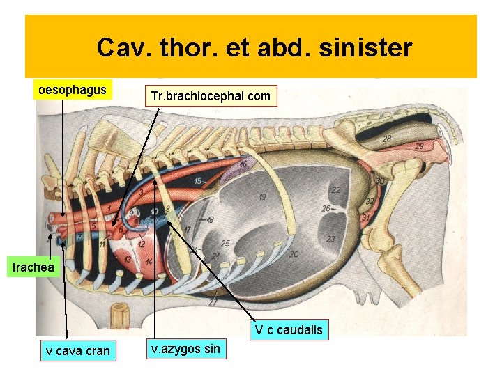 Cav. thor. et abd. sinister oesophagus Tr. brachiocephal com trachea V c caudalis v