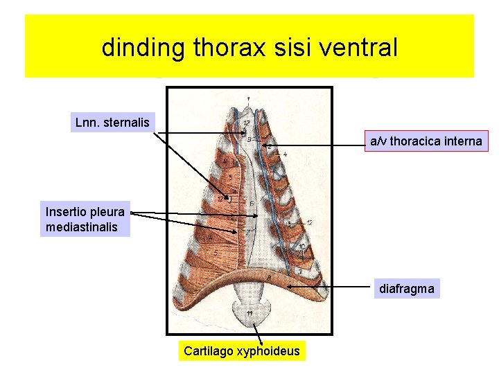 dinding thorax sisi ventral Lnn. sternalis a/v thoracica interna Insertio pleura mediastinalis diafragma Cartilago