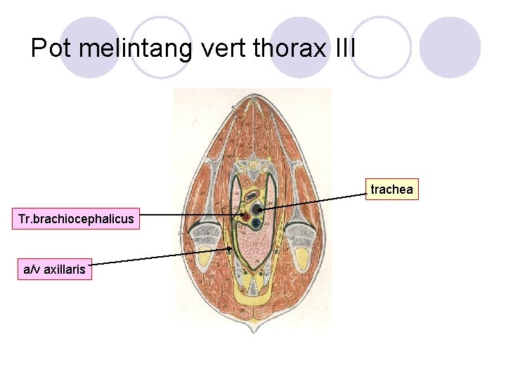 Pot melintang vert thorax III trachea Tr. brachiocephalicus a/v axillaris 