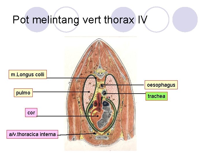 Pot melintang vert thorax IV m. Longus colli oesophagus pulmo cor a/v. thoracica interna