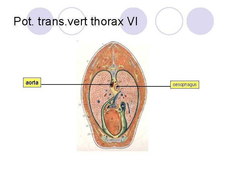 Pot. trans. vert thorax VI aorta oesophagus 