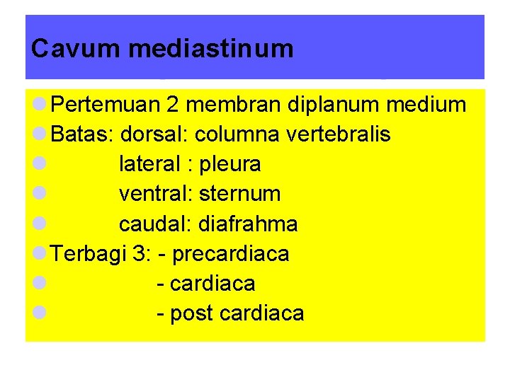 Cavum mediastinum l Pertemuan 2 membran diplanum medium l Batas: dorsal: columna vertebralis l