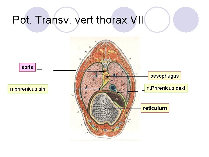 Pot. Transv. vert thorax VII aorta oesophagus n. phrenicus sin n. Phrenicus dext reticulum