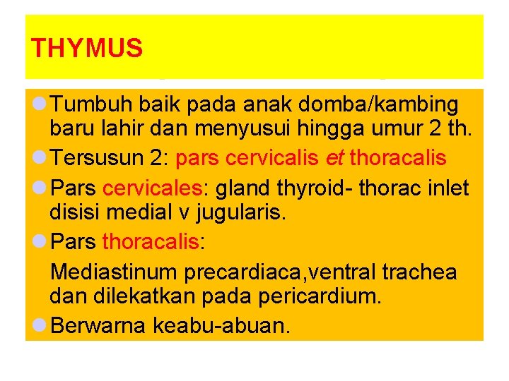 THYMUS l Tumbuh baik pada anak domba/kambing baru lahir dan menyusui hingga umur 2