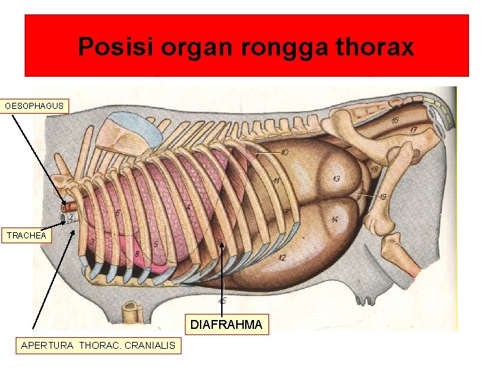 Posisi organ rongga thorax OESOPHAGUS TRACHEA DIAFRAHMA APERTURA THORAC. CRANIALIS 