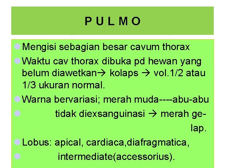 PULMO l Mengisi sebagian besar cavum thorax l Waktu cav thorax dibuka pd hewan