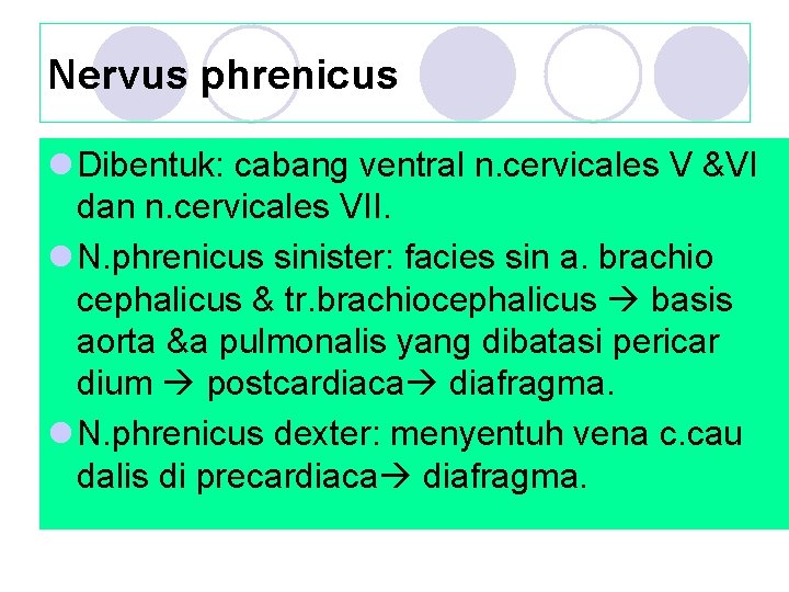 Nervus phrenicus l Dibentuk: cabang ventral n. cervicales V &VI dan n. cervicales VII.