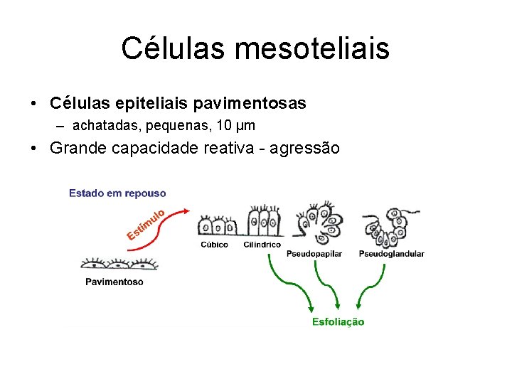 Células mesoteliais • Células epiteliais pavimentosas – achatadas, pequenas, 10 µm • Grande capacidade