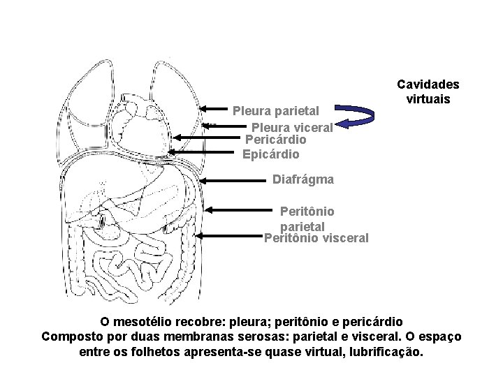 Pleura parietal Pleura viceral Pericárdio Epicárdio Cavidades virtuais Diafrágma Peritônio parietal Peritônio visceral O