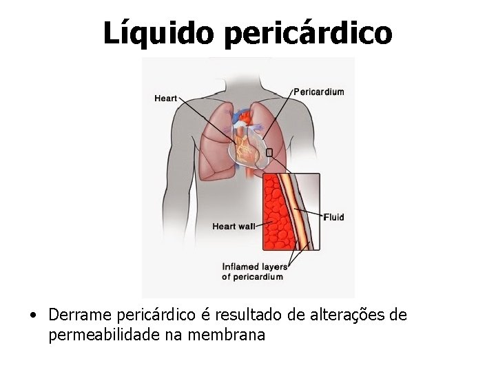 Líquido pericárdico • Derrame pericárdico é resultado de alterações de permeabilidade na membrana 