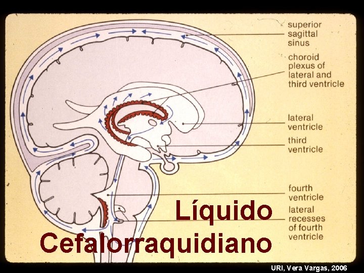 Líquido Cefalorraquidiano URI, Vera Vargas, 2006 