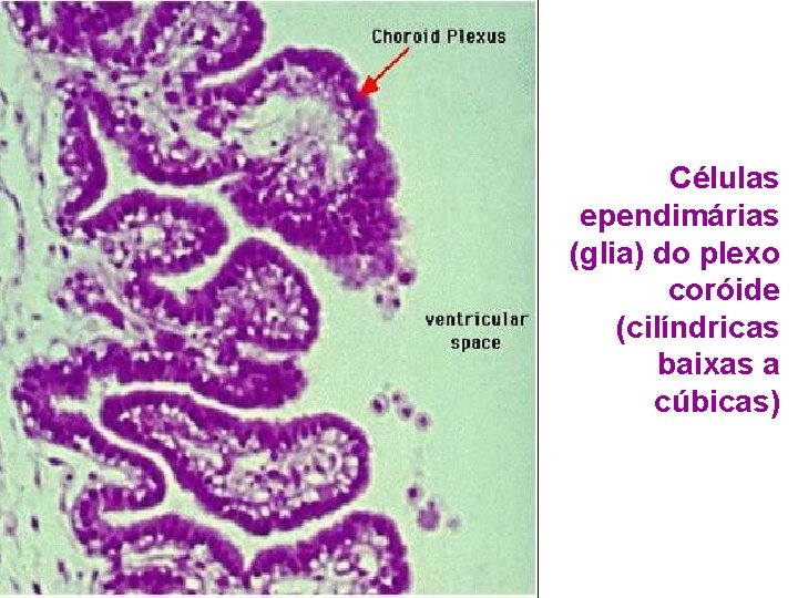 Células ependimárias (glia) do plexo coróide (cilíndricas baixas a cúbicas) 