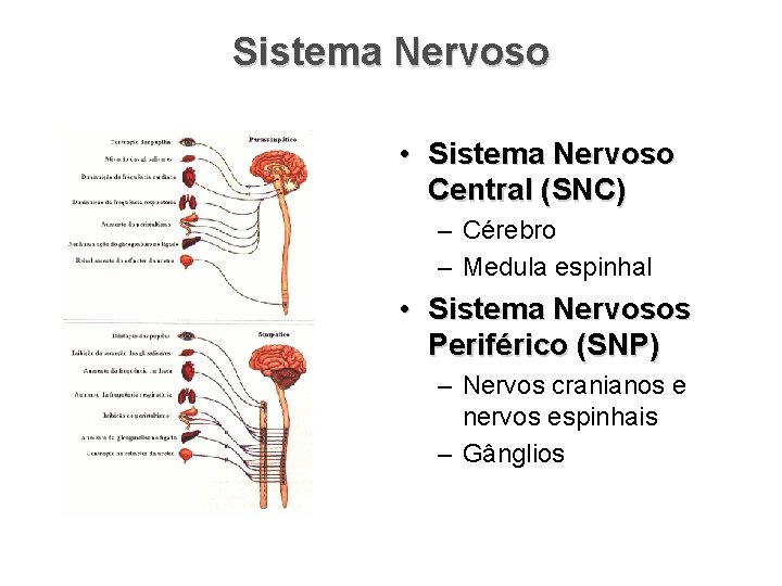 Sistema Nervoso • Sistema Nervoso Central (SNC) – Cérebro – Medula espinhal • Sistema