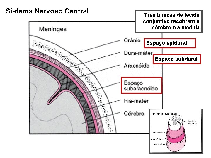 Sistema Nervoso Central Três túnicas de tecido conjuntivo recobrem o cérebro e a medula