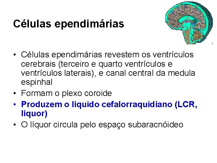 Células ependimárias • Células ependimárias revestem os ventrículos cerebrais (terceiro e quarto ventrículos e
