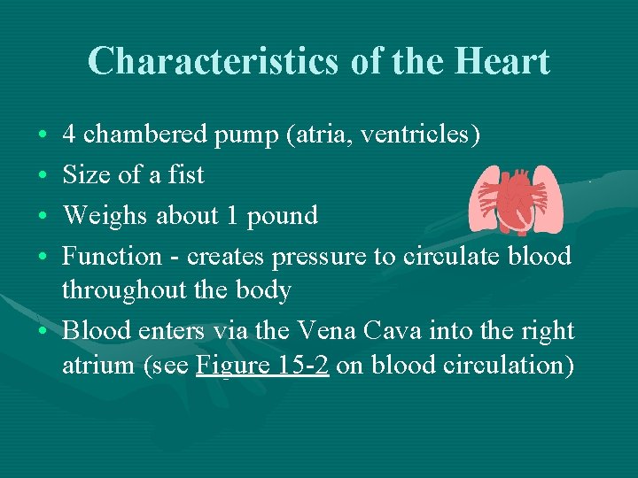Characteristics of the Heart • • 4 chambered pump (atria, ventricles) Size of a
