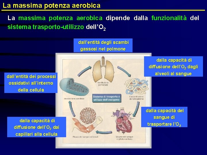 La massima potenza aerobica dipende dalla funzionalità del sistema trasporto-utilizzo dell’O 2 dall’entità degli