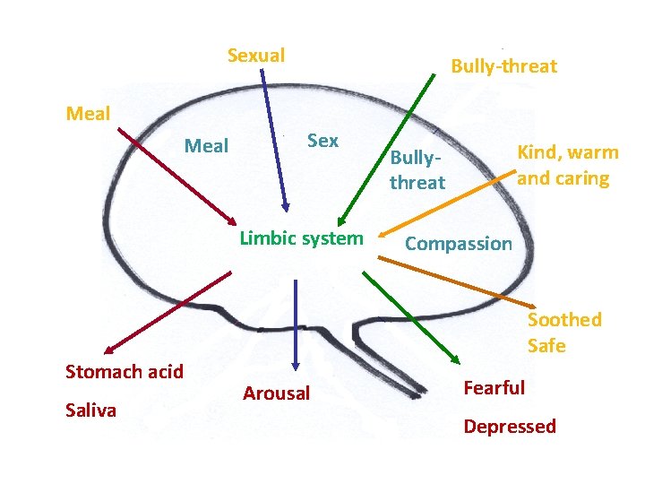 Stimulus-Response Sexual Bully-threat Meal Sex Limbic system Stomach acid Saliva Kind, warm and caring