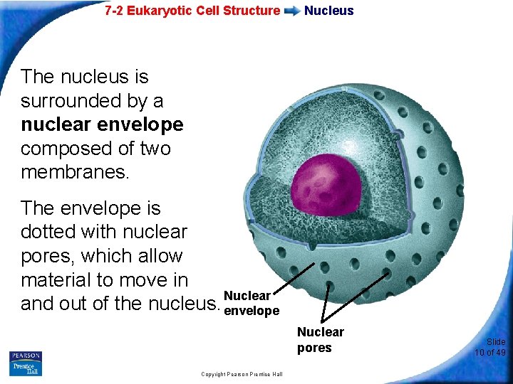 7 -2 Eukaryotic Cell Structure Nucleus The nucleus is surrounded by a nuclear envelope