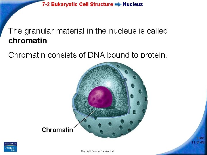 7 -2 Eukaryotic Cell Structure Nucleus The granular material in the nucleus is called