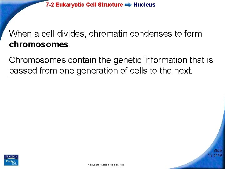 7 -2 Eukaryotic Cell Structure Nucleus When a cell divides, chromatin condenses to form