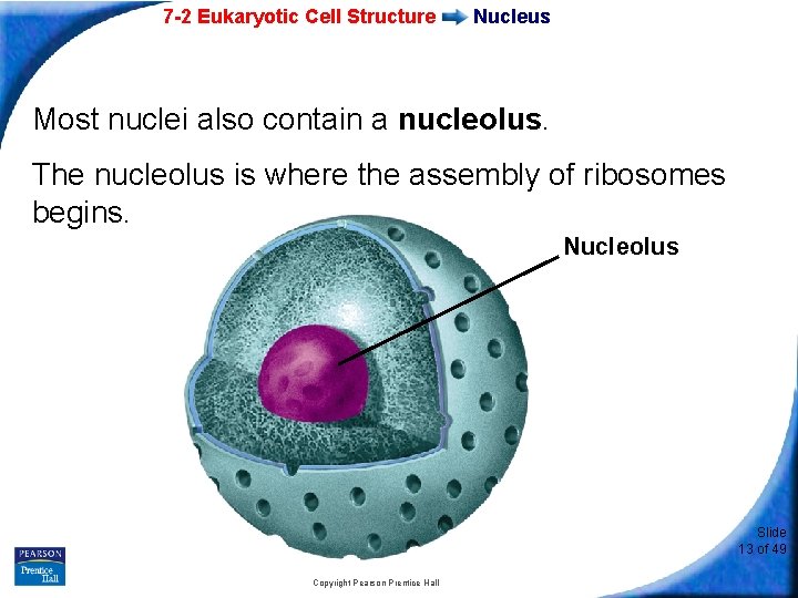 7 -2 Eukaryotic Cell Structure Nucleus Most nuclei also contain a nucleolus. The nucleolus
