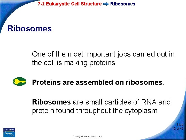 7 -2 Eukaryotic Cell Structure Ribosomes One of the most important jobs carried out