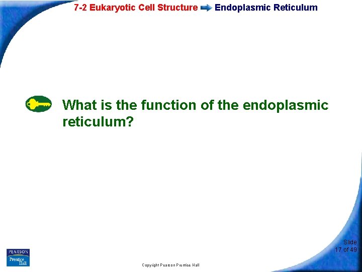 7 -2 Eukaryotic Cell Structure Endoplasmic Reticulum What is the function of the endoplasmic