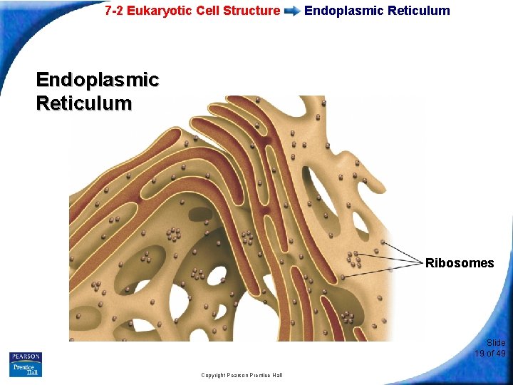 7 -2 Eukaryotic Cell Structure Endoplasmic Reticulum Ribosomes Slide 19 of 49 Copyright Pearson