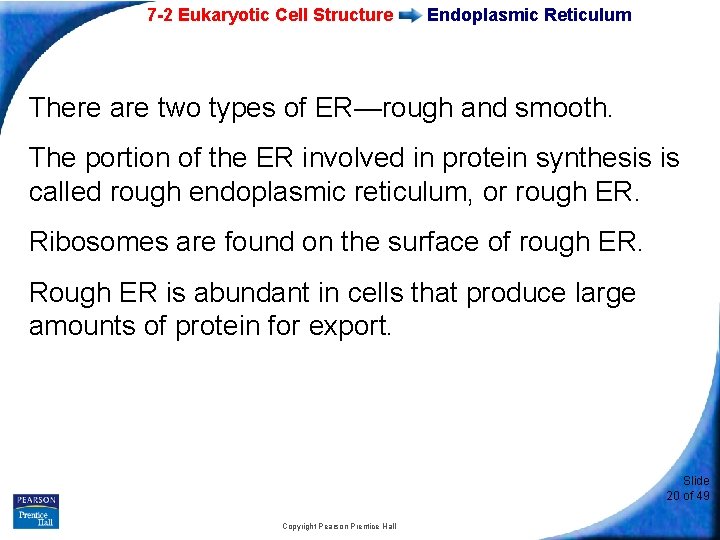 7 -2 Eukaryotic Cell Structure Endoplasmic Reticulum There are two types of ER—rough and