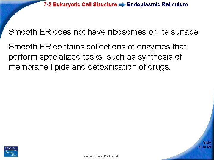 7 -2 Eukaryotic Cell Structure Endoplasmic Reticulum Smooth ER does not have ribosomes on