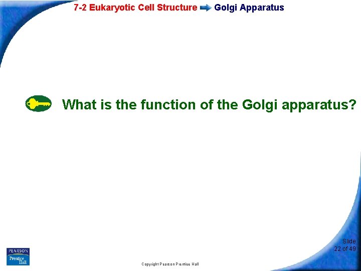 7 -2 Eukaryotic Cell Structure Golgi Apparatus What is the function of the Golgi