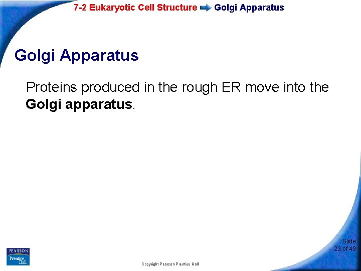 7 -2 Eukaryotic Cell Structure Golgi Apparatus Proteins produced in the rough ER move