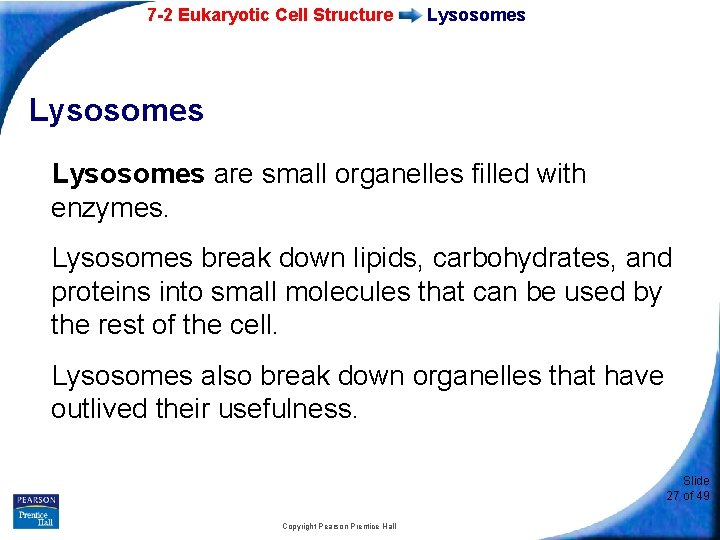 7 -2 Eukaryotic Cell Structure Lysosomes are small organelles filled with enzymes. Lysosomes break