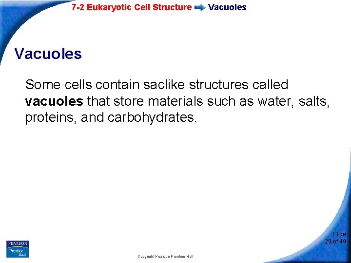 7 -2 Eukaryotic Cell Structure Vacuoles Some cells contain saclike structures called vacuoles that
